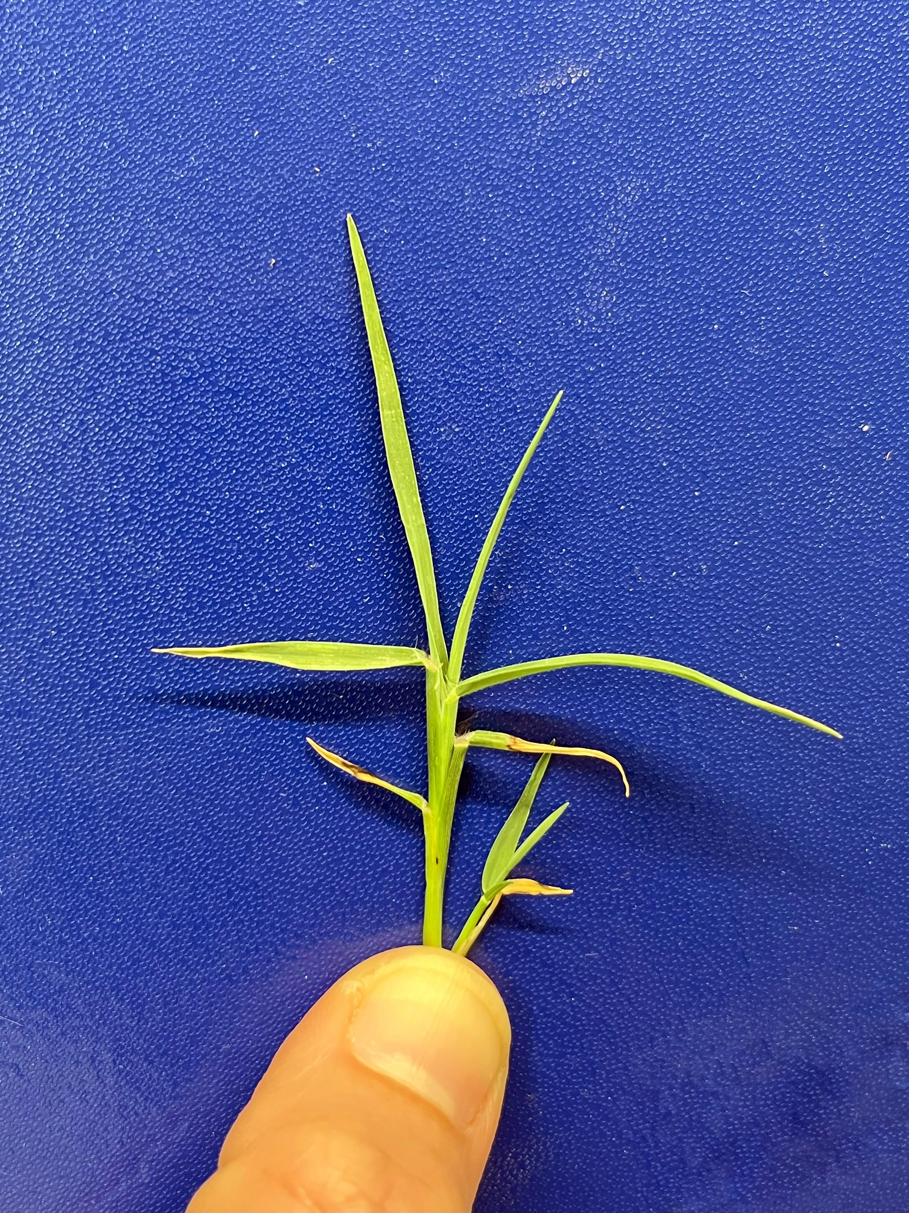 leaves of bermudagrass